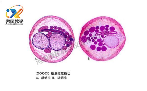 植物學(xué)標(biāo)本廠家：植物病理切片的選材問題